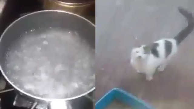 Темнокожий изверг вылил кипяток на кота