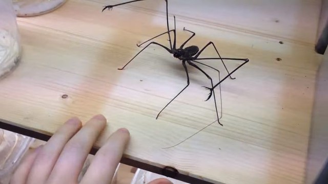 Хозяин играет с милым жгутоногим паучком