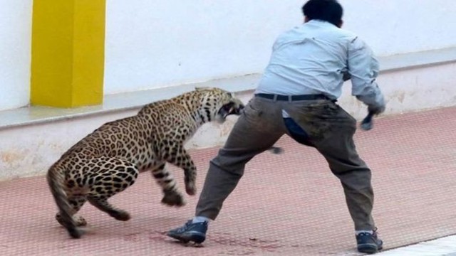 В индийской международной школе леопард напал на людей