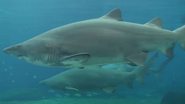 Акула напала на водолаза