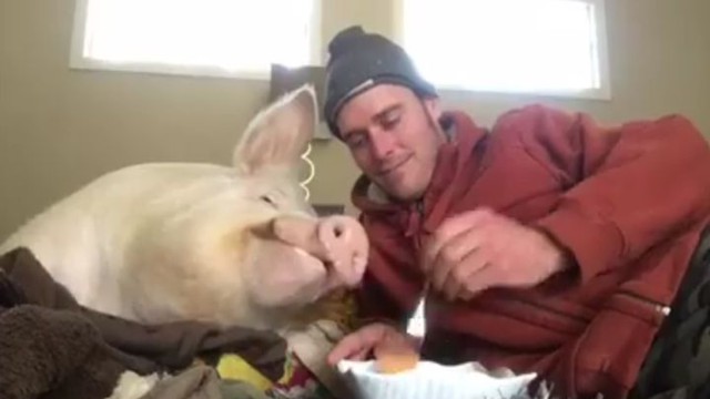 Не было заботы, купили в хату порося! 