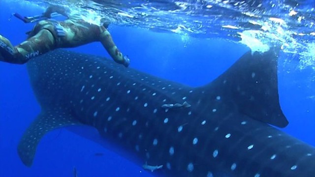 Эту неожиданную встречу с китовой акулой ныряльщики точно запомнят надолго