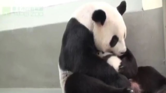  Мама-панда впервые увидела своего крохотного малыша