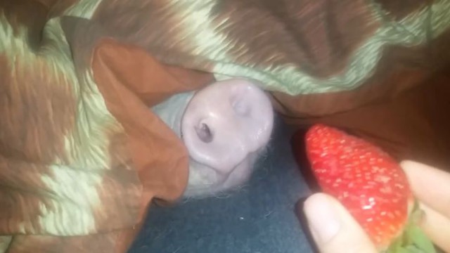 Как правильно разбудить спящего поросенка