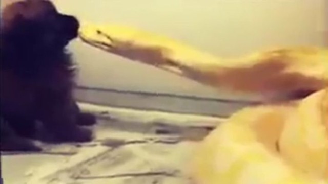 Мужчина скормил щенка питону