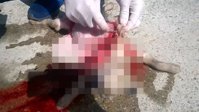 Студенты-нелюди утопили и расчленили щенка в присутствии преподавателя