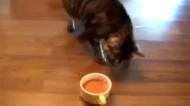 Кота не проведешь!