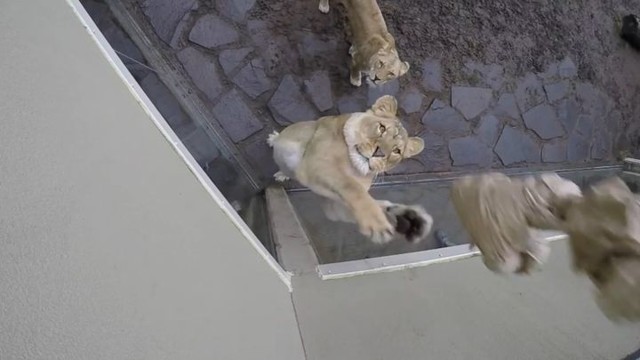 Как за несколько секунд превратить грозных львиц в котят