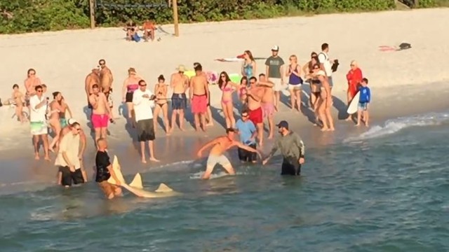 Удачливый рыбак поймал на удочку огромную рыбу-пилу