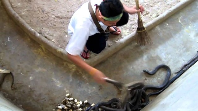 Уборка в бухгалтерии: сотрудник серпентария чистиn логово кобр