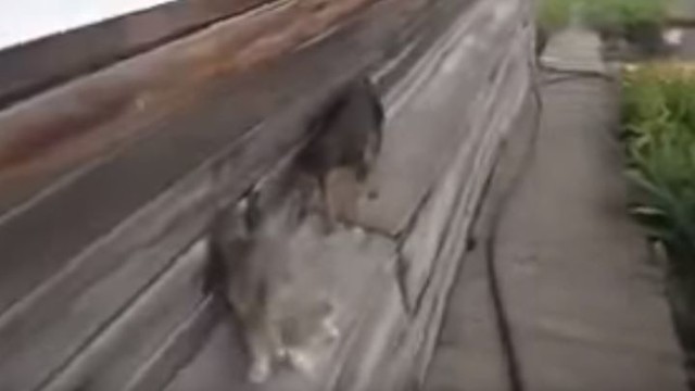 А ну быстро домой! Собака приносит домой кошку по команде хозяйки
