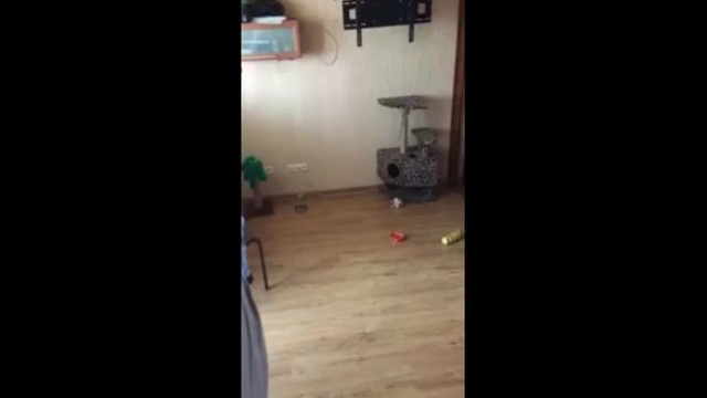 Стоило только в магазин выйти! 