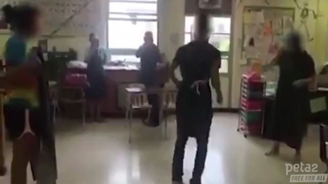 Школьники использовали кошачьи кишки вместо скакалки 