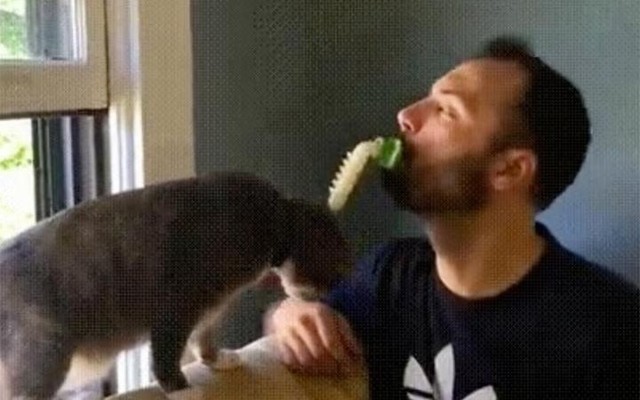 "Licki Brush" - лизалка для кошек