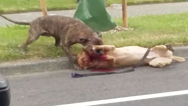 Полицейский застрелил агрессивного питбуля, напавшего на женщину и её пса