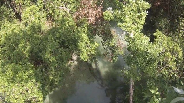 Прыжок в реку с дерева высотой более 18 метров