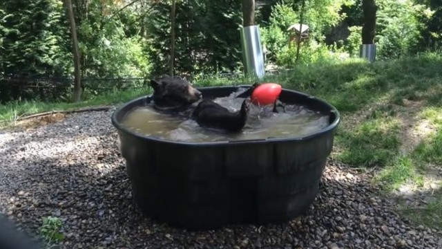 Мишка Такода принимает ванну