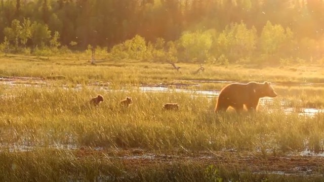 Семейство медведей знает толк в отдыхе