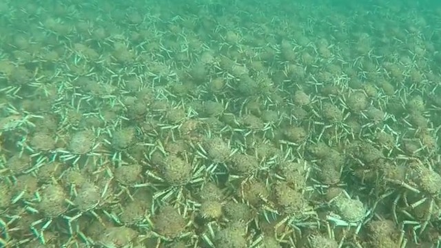Миграция нескольких тысяч морских крабов в Австралии 