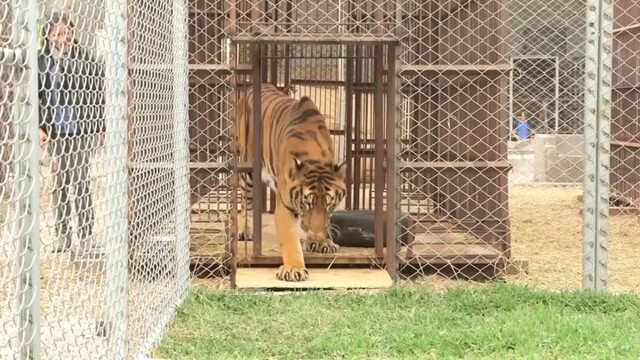 Долгие годы этого тигра незаконно держали в клетке, и вот настал момент освобождения!