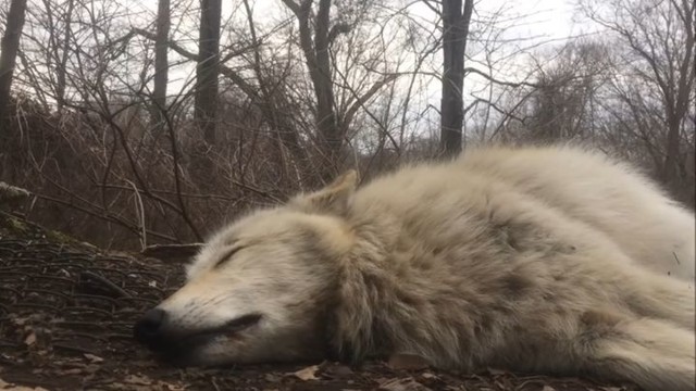 Когда даже выть лень