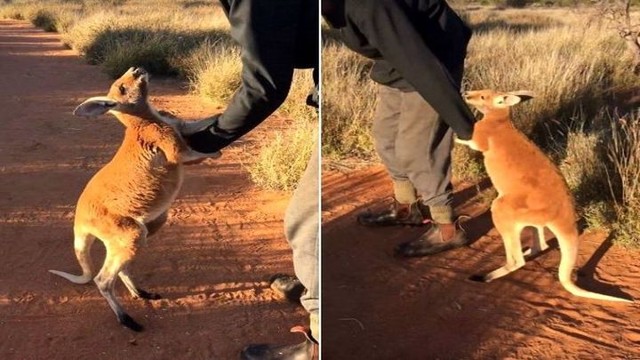 Осиротевший кенгуренок отказывается отпускать смотрителя заповедника
