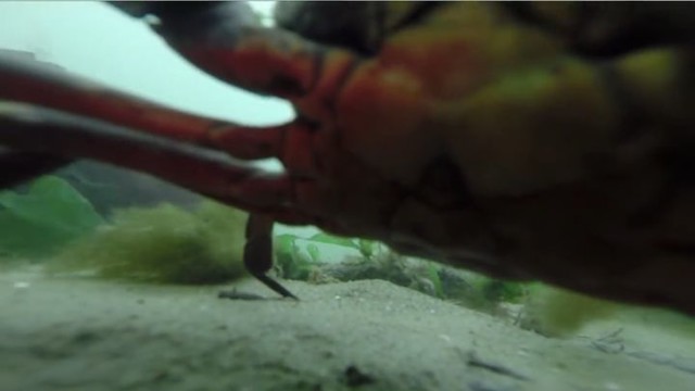 Последние кадры случайно найденной камеры GoPro 