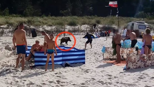 Отдыхающие на пляже испугались появившегося из моря... кабана!