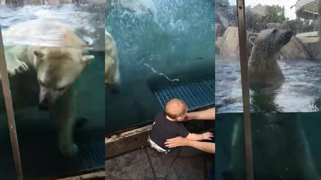 Белый медведь напугал малыша
