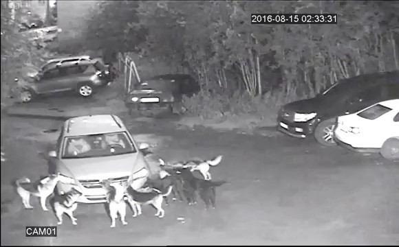 Бездомные собаки в Мурманске атакуют припаркованные Тигуаны