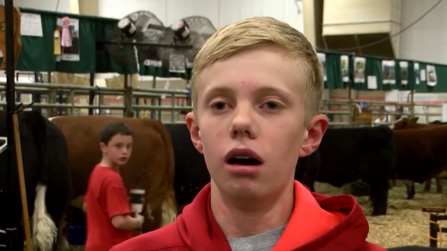 Пацана зажало между коров