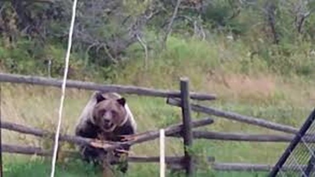 Гризли попытались украсть домашних уток