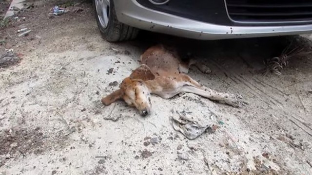  Даже мухи думали, что он мертв. Его восстановление удивит вас!