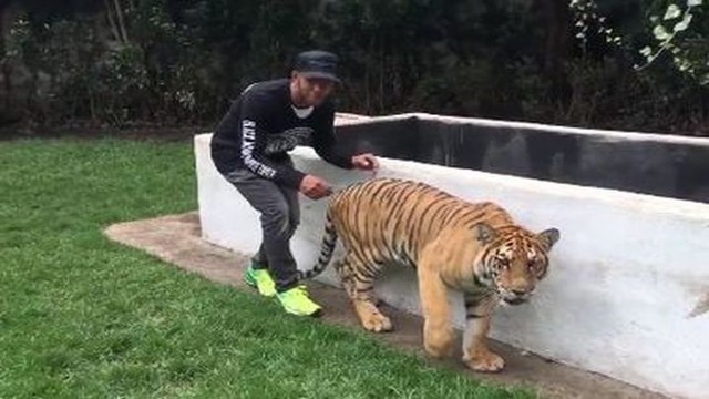 Один из лучших гонщиков современности напугал тигрицу
