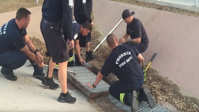 Спасение утят, провалившихся в ливневую канализацию