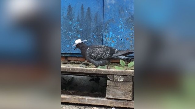 Прямиком из Техаса: голубь в ковбойской шляпе патрулирует склады в Уфе