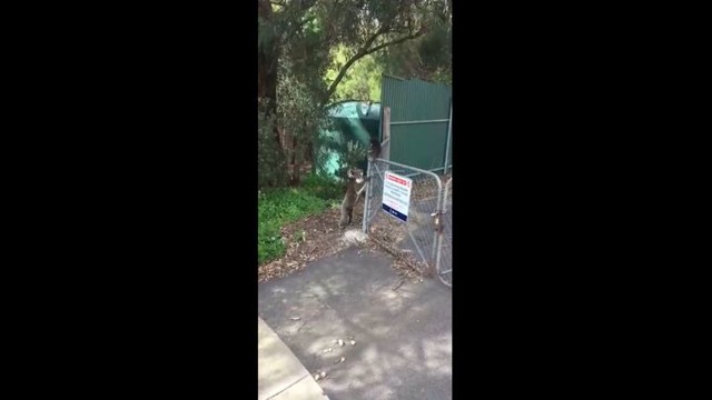 Мама-коала помогла своему детёнышу перелезть через забор