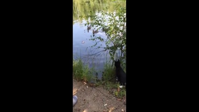 Кот решил поохотиться на уток