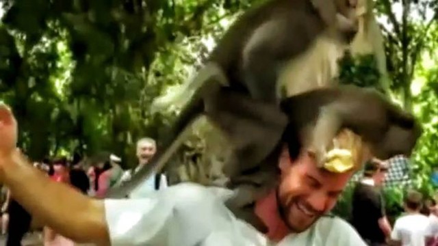 Обезьяны забрались на голову туриста и начали совершать непристойные вещи 