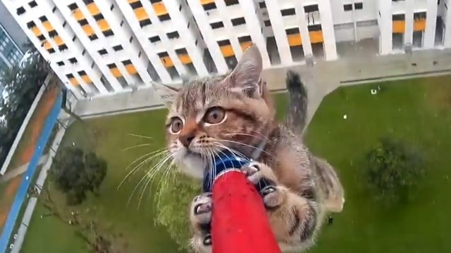 Cпасение крошечного котенка, застрявшего на 12-м этаже