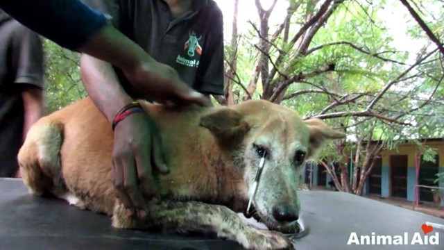 После встречи с дикобразом жизнь этого пса висела на волоске. К счастью, неравнодушные люди оказались рядом