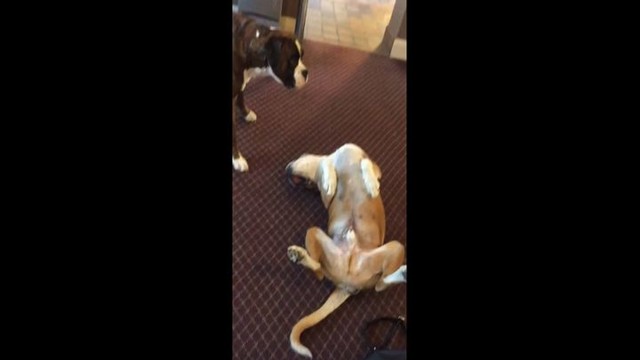 Эта собака настолько хорошо притворяется мертвой, что пугает другого пса