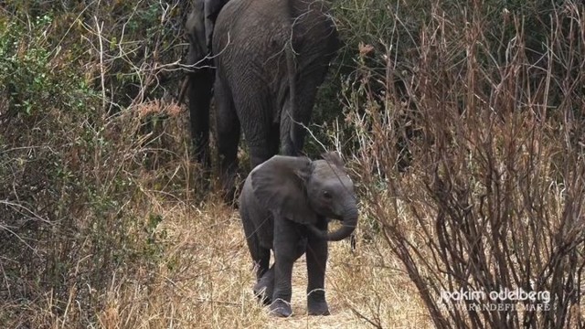 Храбрый слоненок защищает свою маму