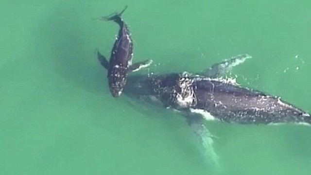В Австралии китенок спас маму, застрявшую на песчаной отмели