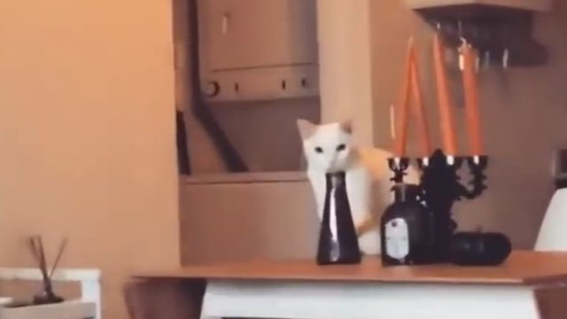 Кот пойман на месте преступления
