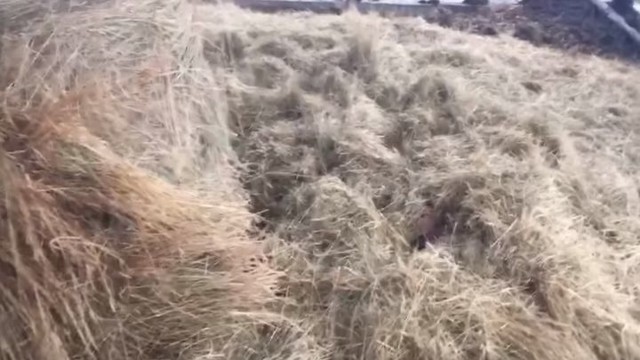 Просыпайтесь, маленькие сони!