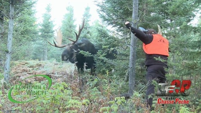 Полоумный вплотную подошел к огромному лосю и напугал его