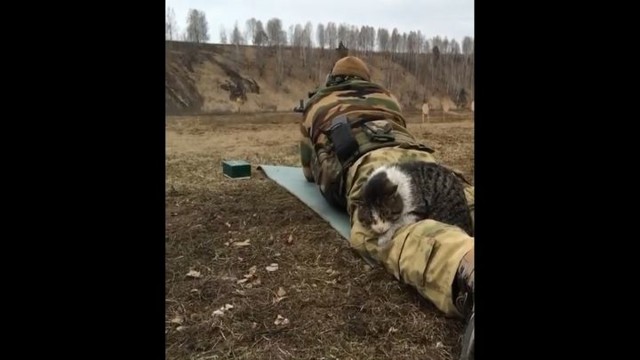 Иногда в учениях участвуют не только люди, но и коты! 
