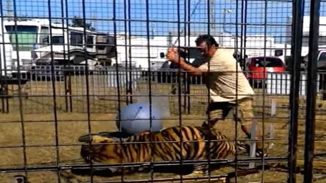  Дети стали свидетелями того, как тигр набросился на дрессировщицу во время представления на ярмарке 