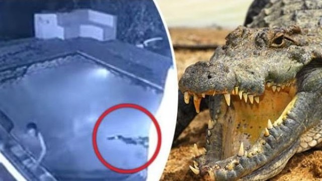 Крокодил напал на купающихся в бассейне постояльцев отеля в Зимбабве